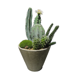 26CM Height Small Potted Cactus Plant,26CM Height Small Potted Cactus Plant