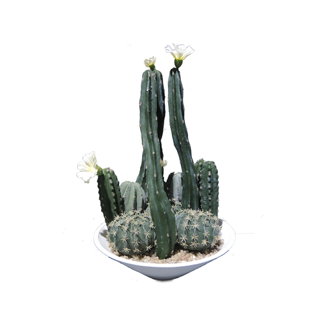 Small Potted Cactus Plant with White Flower,Small Potted Cactus Plant with White Flower