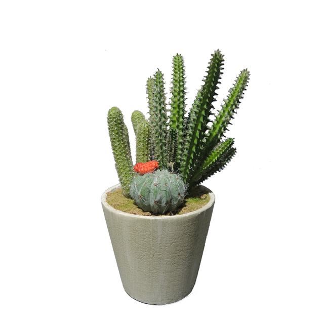 20CM Mini Potted Cactus Plant,20CM Mini Potted Cactus Plant