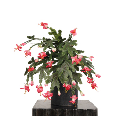 Faux Schlumbergera Truncata Flowers,Faux Schlumbergera Truncata Flowers