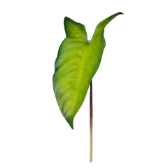 Faux Milky Veins Colocasia Plants,Faux Milky Veins Colocasia Plants