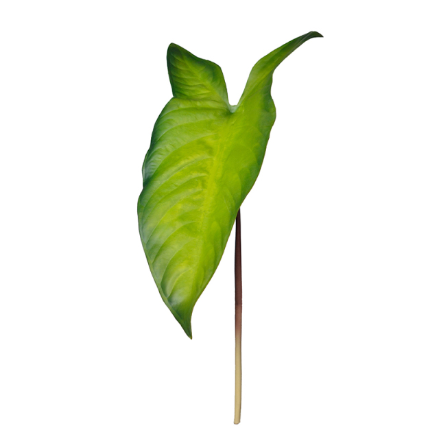 Faux Milky Veins Colocasia Plants,Faux Milky Veins Colocasia Plants