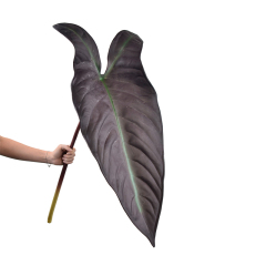 Faux Milky Veins Colocasia Plants,Faux Milky Veins Colocasia Plants