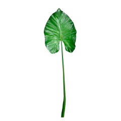 Faux PU Alocasia Leaves,Faux PU Alocasia Leaves