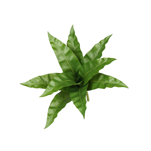 Faux Bird's Nest Fern Leaf (Asplenium Nidus Leaves),Faux Bird's Nest Fern Leaf (Asplenium Nidus Leaves)