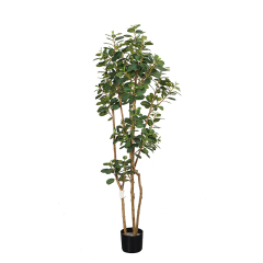 130CM 150CM 170CM Artificial Panda Ficus Trees,130CM 150CM 170CM Artificial Panda Ficus Trees