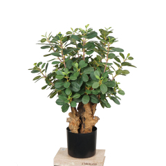 70CM Faux Panda Ficus Tree,70CM Faux Panda Ficus Tree