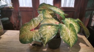 Lifelike Desktop Decor Variegated Color Potted Alocasia Plants,Lifelike Desktop Decor Variegated Color Potted Alocasia Plants