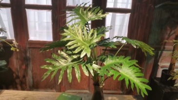 90CM Landscaping Decor Realistic Potted Philodendron Plants,90CM Landscaping Decor Realistic Potted Philodendron Plants