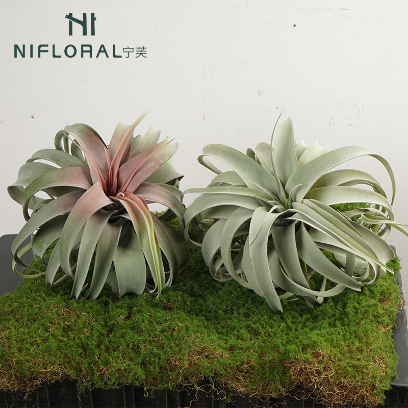 Realistic Faux Air Plants Flocking Surface Air Plant,Realistic Faux Air Plants Flocking Surface Air Plant