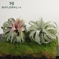 Realistic Faux Air Plants Flocking Surface Air Plant,Realistic Faux Air Plants Flocking Surface Air Plant