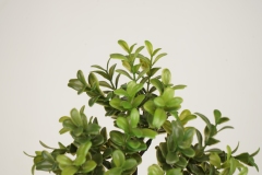 Small Size Faux Greenery Boxwood Leaves,Small Size Faux Greenery Boxwood Leaves