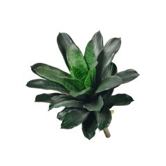 15-inch Screen-Printed Smooth Edge Pineapple Plants,15-inch Screen-Printed Smooth Edge Pineapple Plants