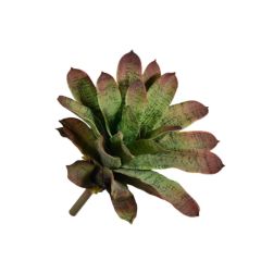 15-inch Screen-Printed Smooth Edge Pineapple Plants,15-inch Screen-Printed Smooth Edge Pineapple Plants