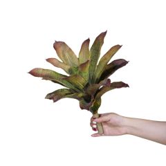 13-inch Screen-Printed Pineapple Plants with Serrated Edge,13-inch Screen-Printed Pineapple Plants with Serrated Edge