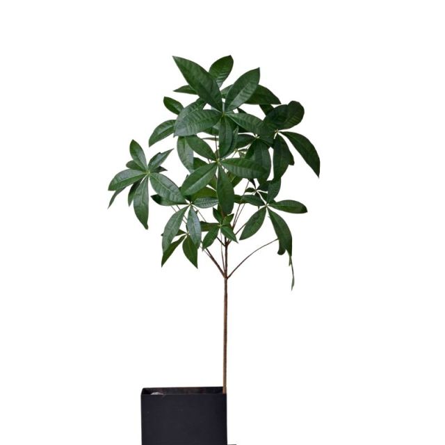 105CM Lifelike Artificial Single Stem Malabar Chestnut Plants,105CM Lifelike Artificial Single Stem Malabar Chestnut Plants