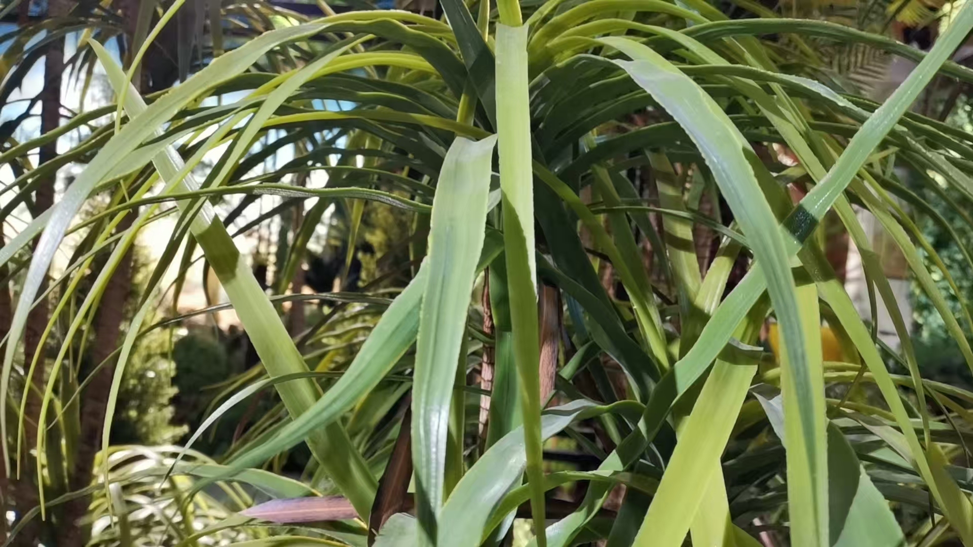 Premium Realistic Faux Dracaena Potted Trees / Multiple Sizes Available,Premium Realistic Faux Dracaena Potted Trees / Multiple Sizes Available