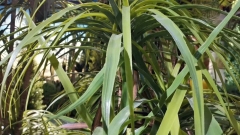 Premium Realistic Faux Dracaena Potted Trees / Multiple Sizes Available,Premium Realistic Faux Dracaena Potted Trees / Multiple Sizes Available