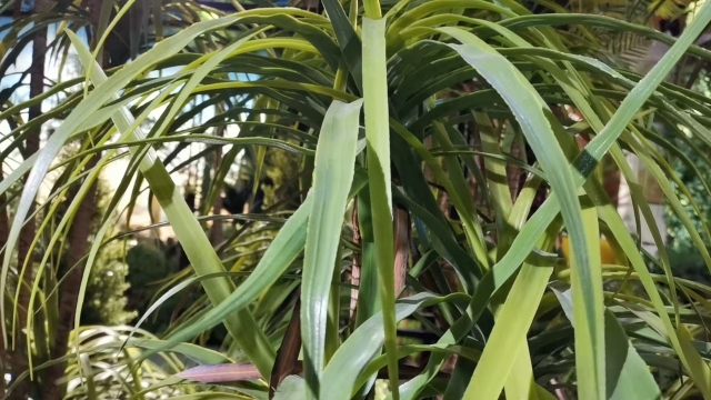 Premium Realistic Faux Dracaena Potted Trees / Multiple Sizes Available,Premium Realistic Faux Dracaena Potted Trees / Multiple Sizes Available