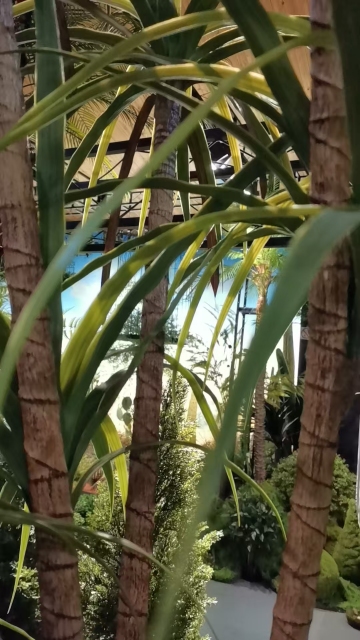 Premium Realistic Faux Dracaena Potted Trees / Multiple Sizes Available,Premium Realistic Faux Dracaena Potted Trees / Multiple Sizes Available