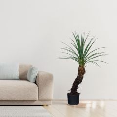 90CM Faux Yucca Potted Tree,90CM Faux Yucca Potted Tree