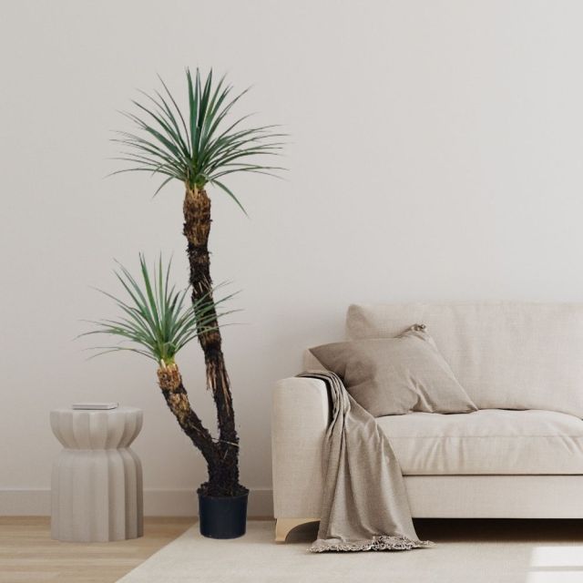 156CM Artificial Potted Yucca Tree,156CM Artificial Potted Yucca Tree