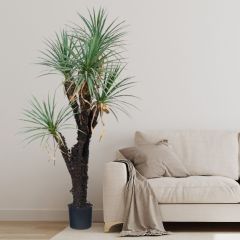 180CM 5-Headed Faux Potted Yucca Tree,180CM 5-Headed Faux Potted Yucca Tree