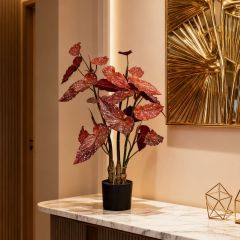 80CM 130CM Begonia Plants,80CM 130CM Begonia Plants