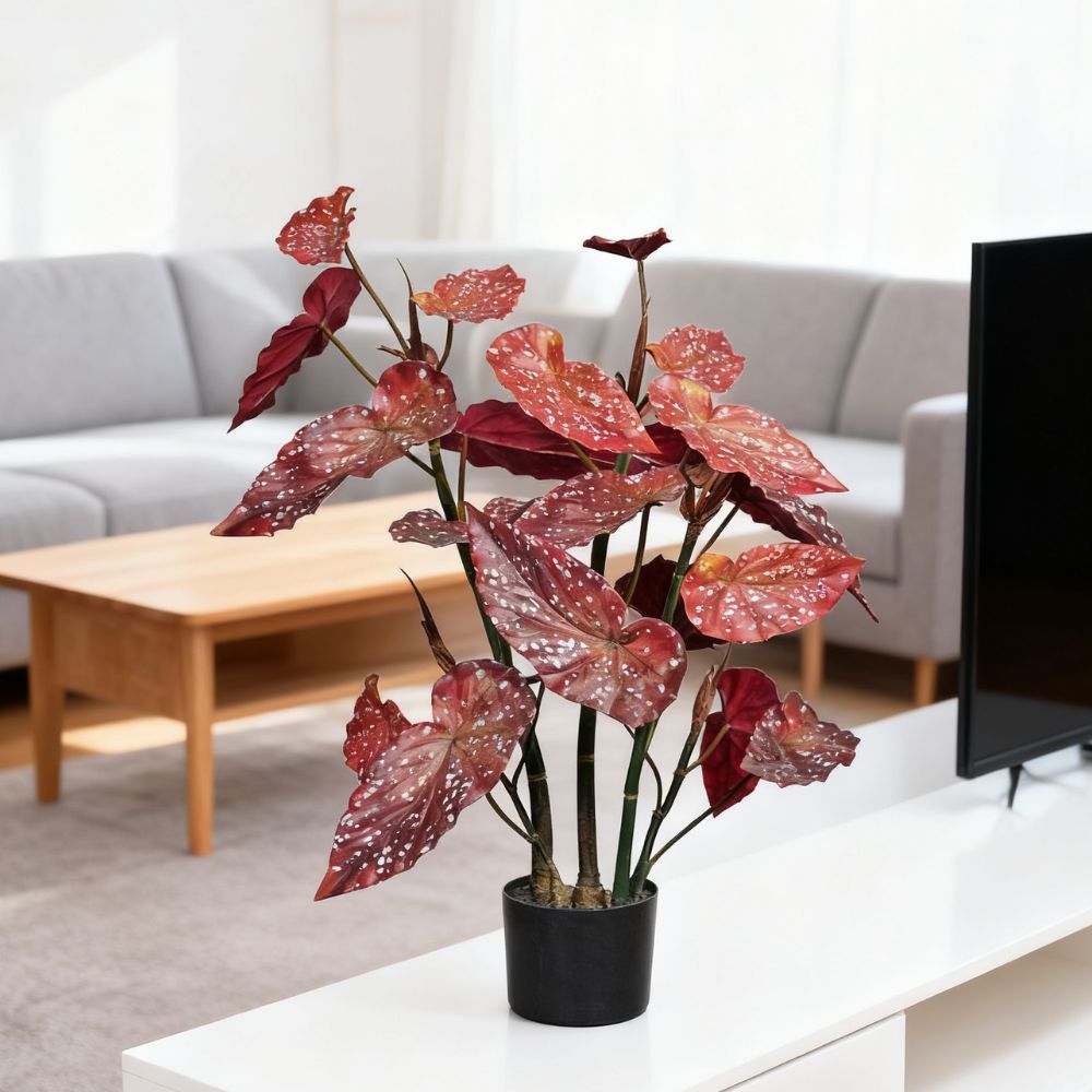 80CM 130CM Begonia Plants,80CM 130CM Begonia Plants