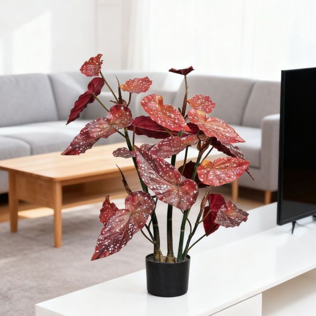 80CM 130CM Begonia Plants,80CM 130CM Begonia Plants