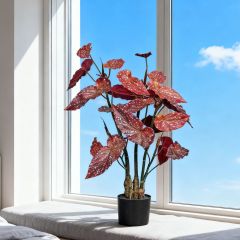 80CM 130CM Begonia Plants,80CM 130CM Begonia Plants