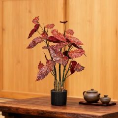 80CM 130CM Begonia Plants,80CM 130CM Begonia Plants