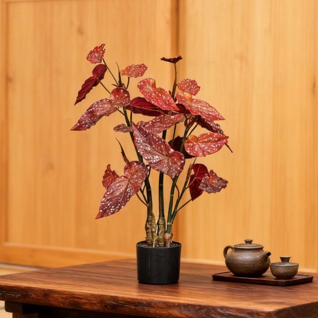 80CM 130CM Begonia Plants,80CM 130CM Begonia Plants