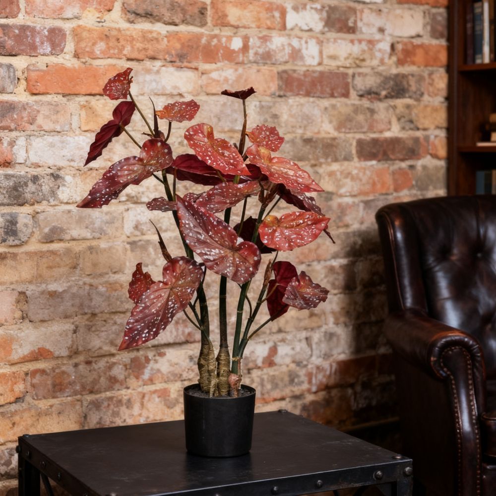 80CM 130CM Begonia Plants,80CM 130CM Begonia Plants
