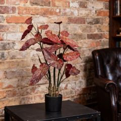 80CM 130CM Begonia Plants,80CM 130CM Begonia Plants