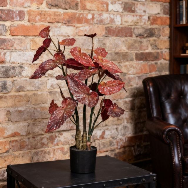 80CM 130CM Begonia Plants,80CM 130CM Begonia Plants