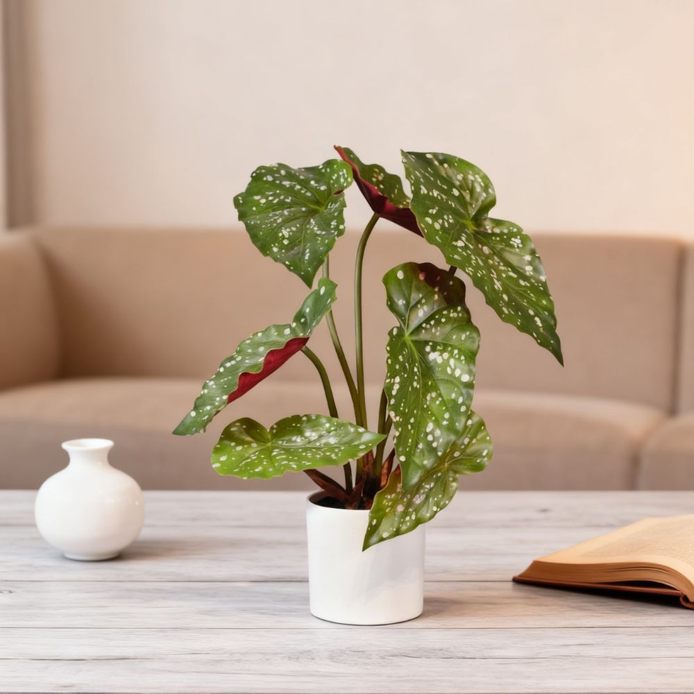 27-65CM Small Potted Begonia Plants,27-65CM Small Potted Begonia Plants