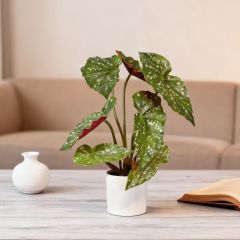 27-65CM Small Potted Begonia Plants,27-65CM Small Potted Begonia Plants