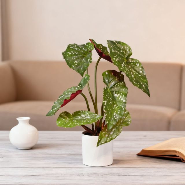 27-65CM Small Potted Begonia Plants,27-65CM Small Potted Begonia Plants