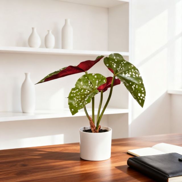 27-65CM Small Potted Begonia Plants,27-65CM Small Potted Begonia Plants