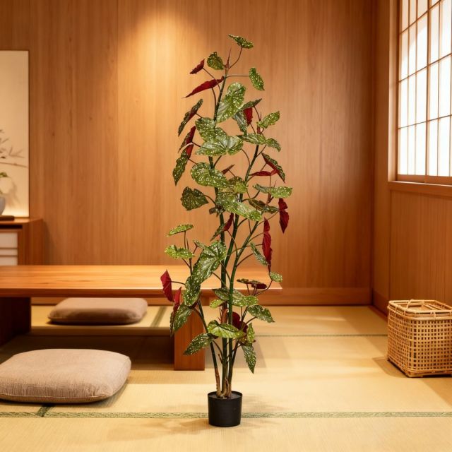 190CM 220CM 250CM Begonia Trees,190CM 220CM 250CM Begonia Trees