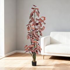 190CM 220CM 250CM Begonia Trees,190CM 220CM 250CM Begonia Trees