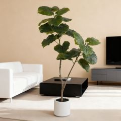 160CM Faux Ficus Umbellata Tree,160CM Faux Ficus Umbellata Tree