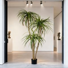 Premium Realistic Faux Dracaena Potted Trees / Multiple Sizes Available,Premium Realistic Faux Dracaena Potted Trees / Multiple Sizes Available