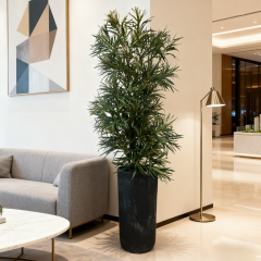 Bespoke Modern Design False Aralia Potted Plants,Bespoke Modern Design False Aralia Potted Plants