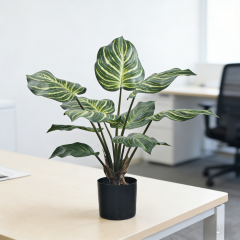 55CM 65CM 80CM 100CM Zebra Plant,55CM 65CM 80CM 100CM Zebra Plant