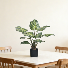 55CM 65CM 80CM 100CM Zebra Plant,55CM 65CM 80CM 100CM Zebra Plant