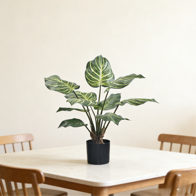 55CM 65CM 80CM 100CM Zebra Plant,55CM 65CM 80CM 100CM Zebra Plant