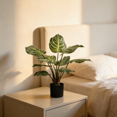 55CM 65CM 80CM 100CM Zebra Plant,55CM 65CM 80CM 100CM Zebra Plant