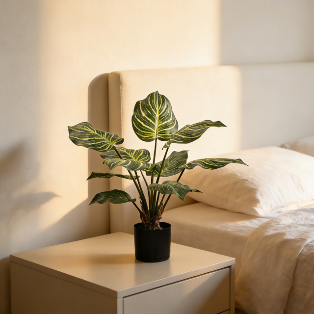 55CM 65CM 80CM 100CM Zebra Plant,55CM 65CM 80CM 100CM Zebra Plant